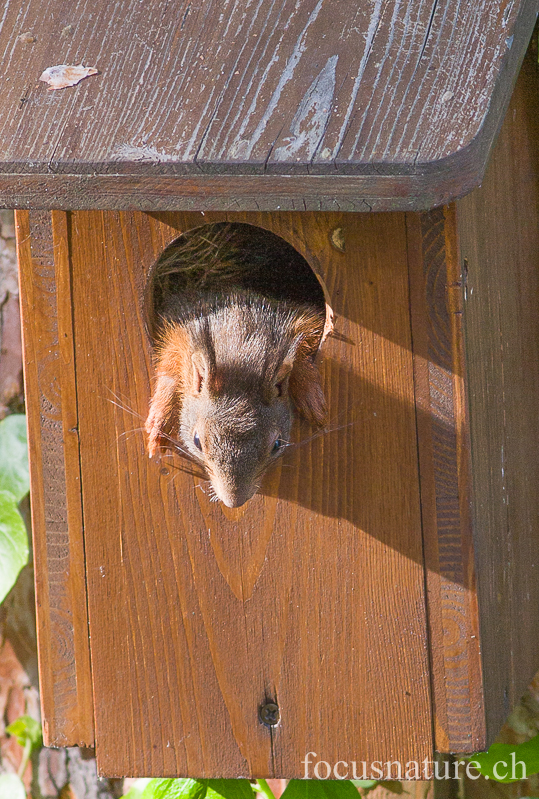 Ecureuil 2479.jpg - Ecureuil roux Sciurus vulgaris: plusieurs petits sont nés dans ce nichoir, cette année! (Ermitage, Genève, Suisse, mai 2013)